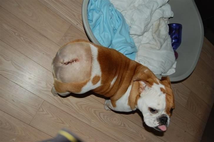 Engelsk bulldog Zoey - Zoey da hun har fået fjernet sin hale da den var "forkert" og gav hende mange smerter.. billede 6