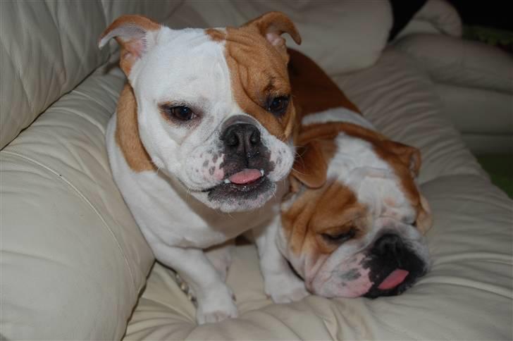 Engelsk bulldog Zoey billede 7