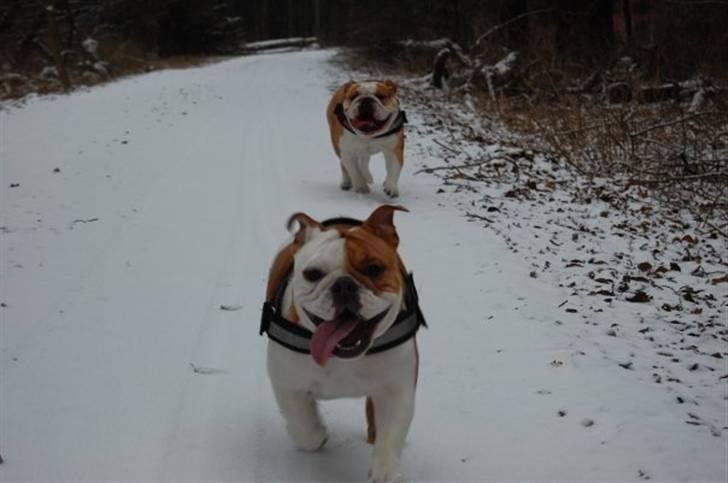 Engelsk bulldog Zoey billede 8