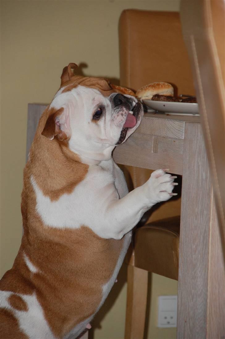 Engelsk bulldog Zoey billede 9