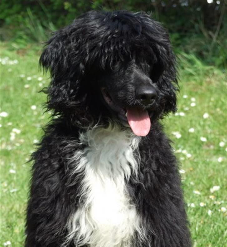 Portugisisk vandhund DeeDee - Billeder af hunde - Uploaded af Alice P
