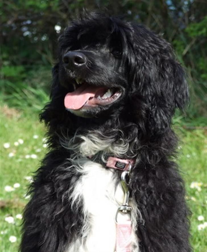 Portugisisk vandhund DeeDee - Er jeg ike bare dejlig? billede 7