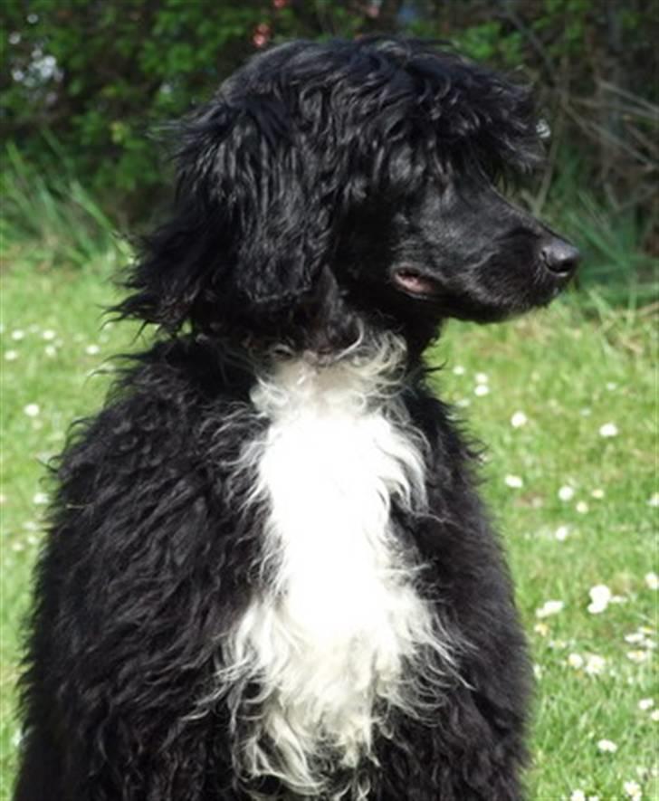 Portugisisk vandhund DeeDee - Noget spændende? billede 8