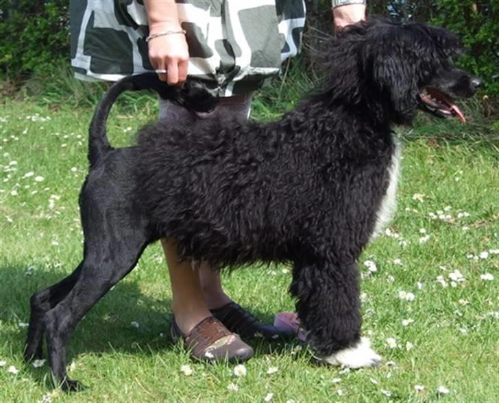 Portugisisk vandhund DeeDee - Åhh, stå stille, hvor KEDELIGT billede 9