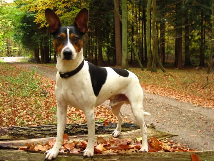 Dansk svensk gaardhund Hugo - Flot og muskuløs billede 1
