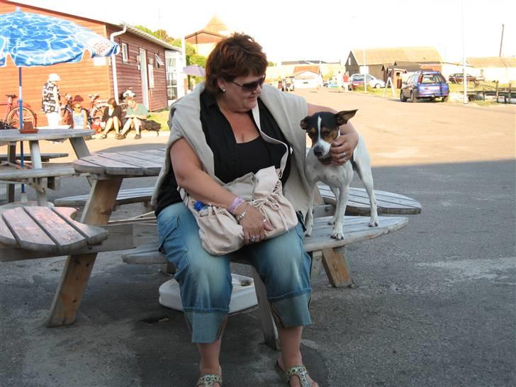 Dansk svensk gaardhund Hugo - Tur på Sejerø med "farmor" og resten af familen :) billede 2