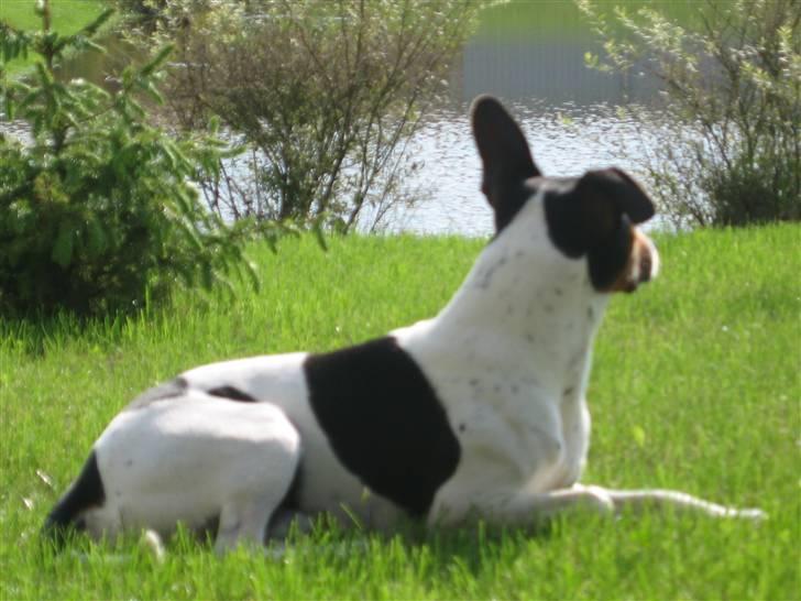Dansk svensk gaardhund Hugo - Så ung og smuk tænker hugo :P billede 3