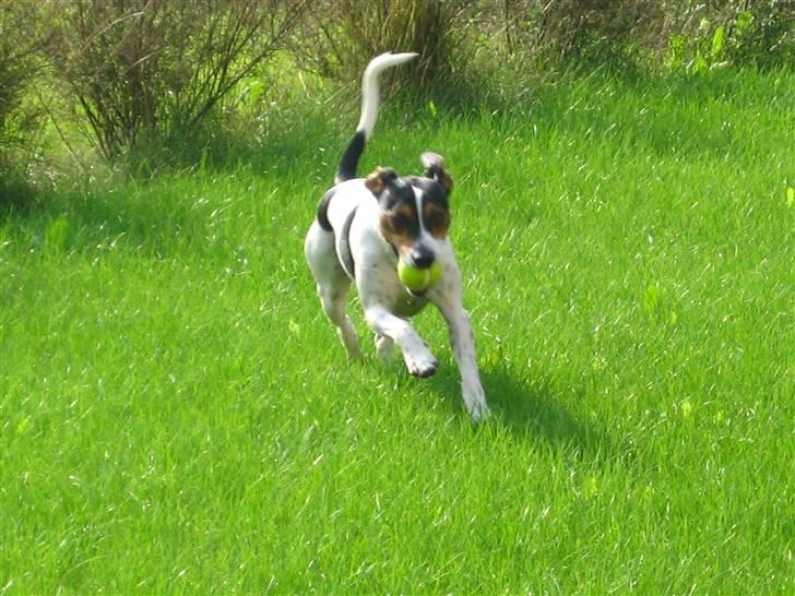 Dansk svensk gaardhund Hugo - Hugo kommer stolt tilbage.. billede 5
