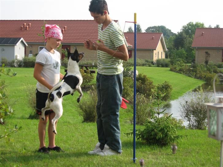 Dansk svensk gaardhund Hugo - Hugo er en rigtig bold hund og bliver bare ved og ved og ved i flere timer hvis der bare er en der gider kaste bolden ! billede 6