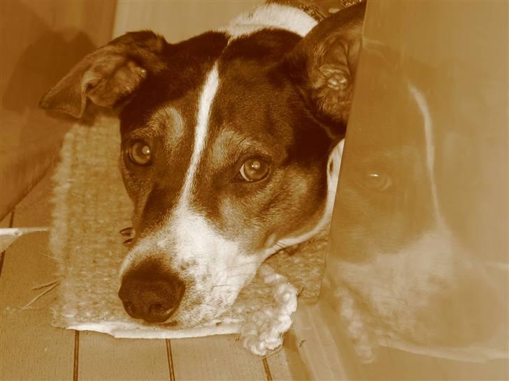 Dansk svensk gaardhund Hugo - titte bøh på havet i bunden af sejlskibet billede 10