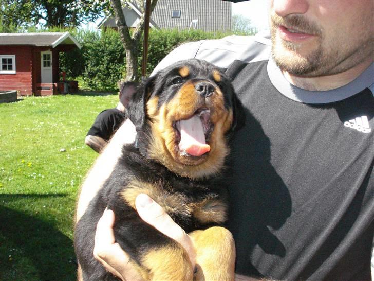 Rottweiler Chandor (Xinkas) - Her er han blevet 6 uger :) Gaaaab, det er lidt hårdt og være lille :)  billede 12