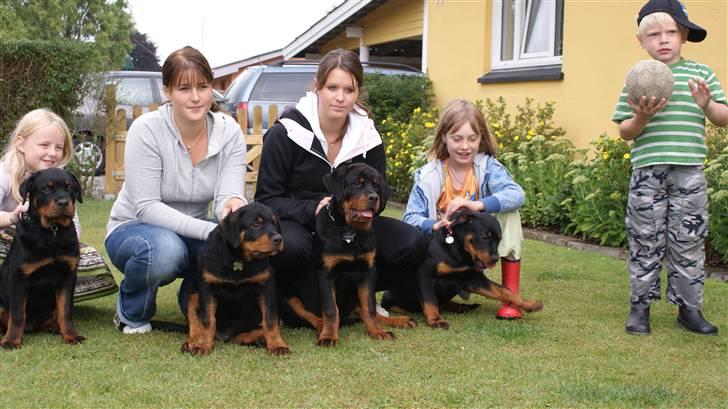 Rottweiler Chandor (Xinkas) - Chandor og hans brødre og søster - Chandor er nr.2 fra højre billede 13
