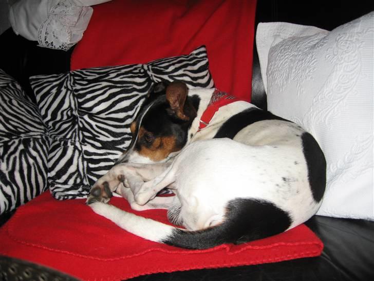 Dansk svensk gaardhund Hugo - Jeg camouflere mig lige her i sofaen billede 11