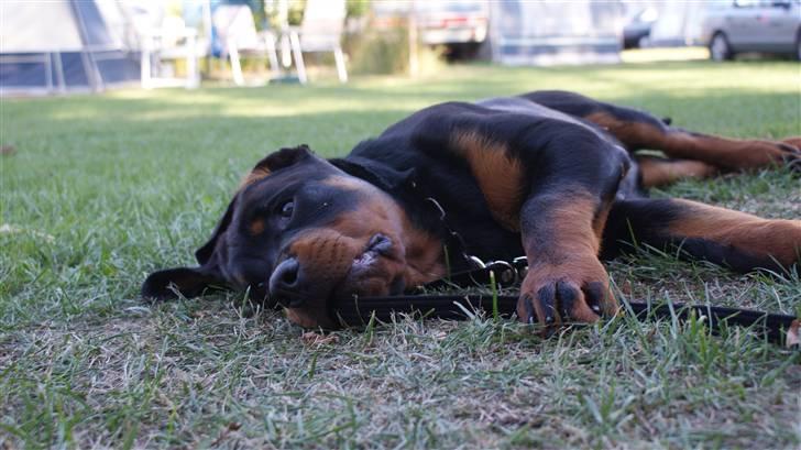 Rottweiler Chandor (Xinkas) - Dejligt med en lille lur på græsset :)  billede 14