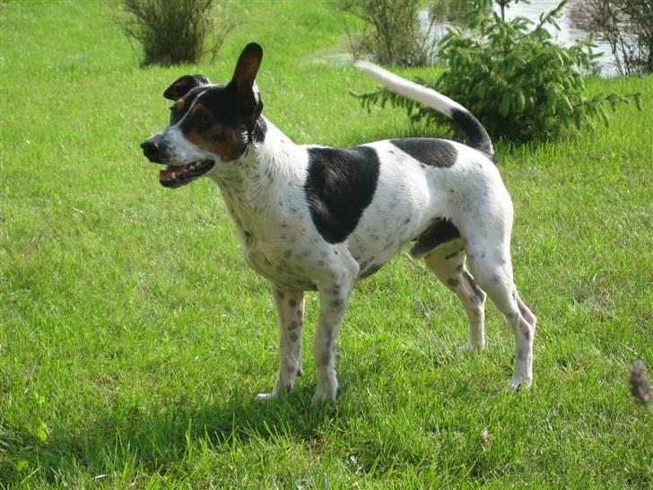 Dansk svensk gaardhund Hugo - Ska jeg hente flere tennisbolde?? billede 12