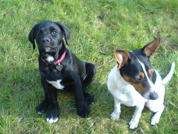 Dansk svensk gaardhund Hugo - Min datter´s  hund Coda billede 13
