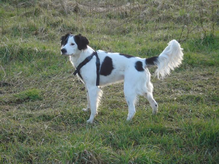 Blanding af racer Chips billede 8