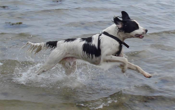 Blanding af racer Chips - Afsted det går.  billede 9