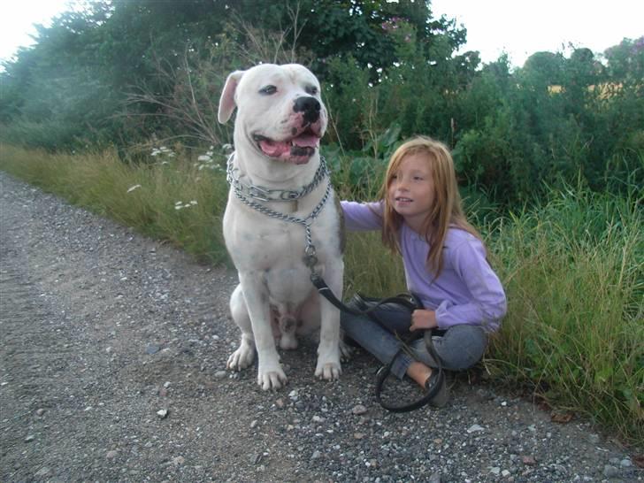 Amerikansk bulldog harley - 2 der elsker hinanden billede 1