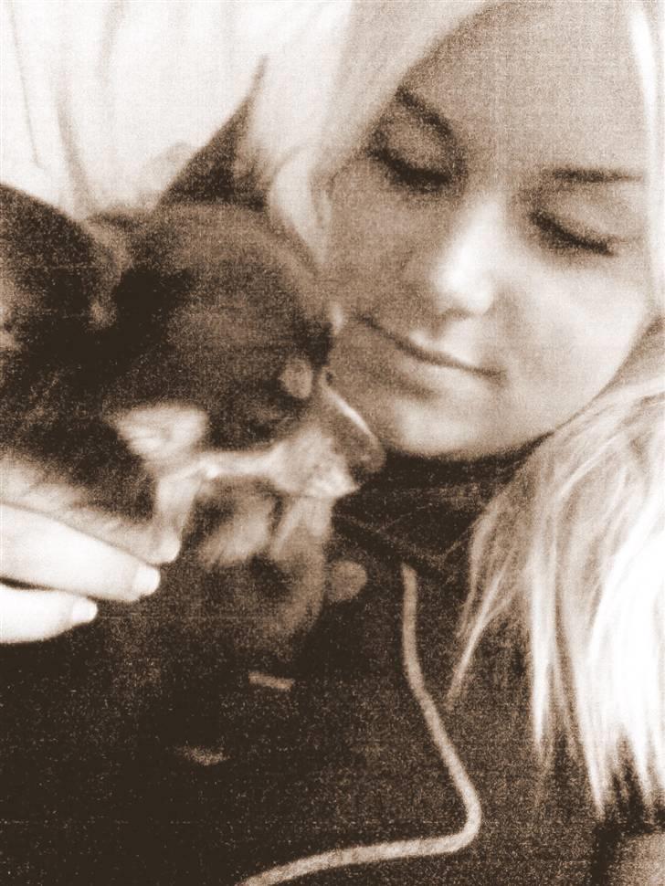 Chihuahua Dario - Lille skat billede 17