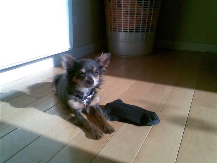 Chihuahua Dario - Uhhm, så har Dario´en lige fundet sig en plads i solen :D  billede 18