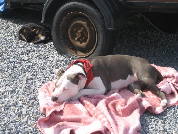 Amerikansk staffordshire terrier Luna - VI LEVER SOM HUND OG KAT! billede 18