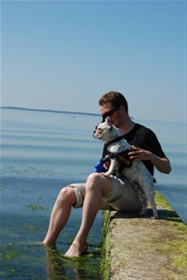 Fransk bulldog Else billede 16