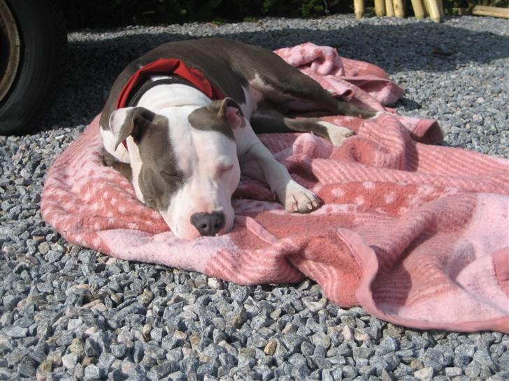 Amerikansk staffordshire terrier Luna - EN PLADS I SOLEN billede 19