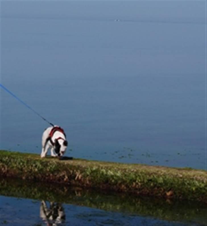 Fransk bulldog Else billede 17