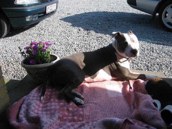 Amerikansk staffordshire terrier Luna billede 20