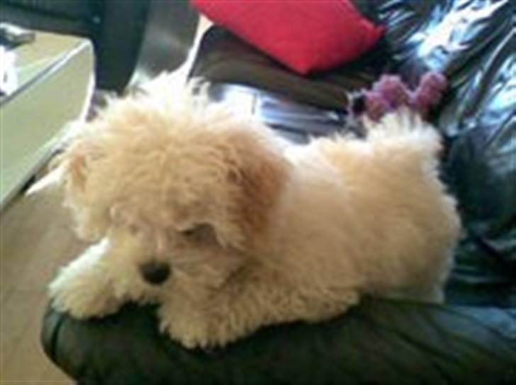 Bolognese Pufi - Det er mig , mors og fars dreng som 4 måneder :)) billede 5