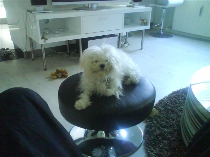 Bolognese Pufi - Uh , jeg har overlevet  turen hos hende den grumme hunderfrisør på VORUP dyrohospital billede 7