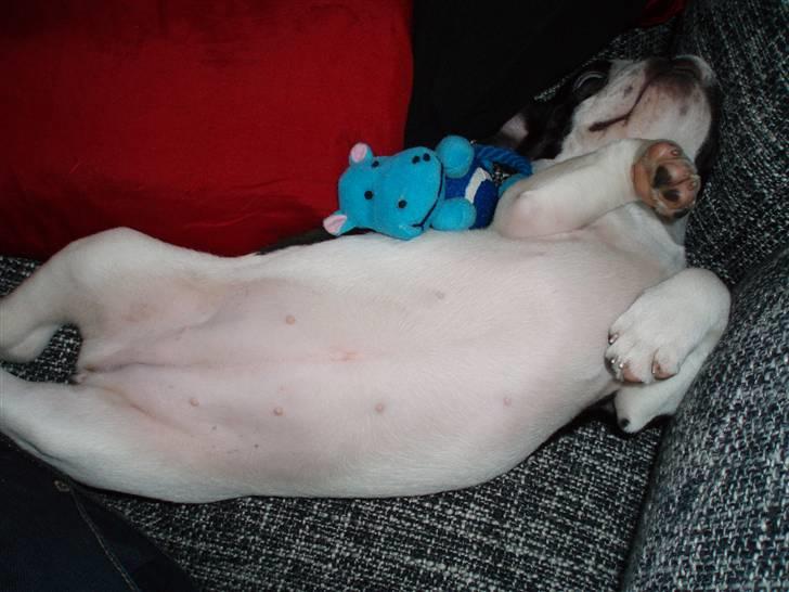 Fransk bulldog Carla *RIP* - puttetrold billede 3