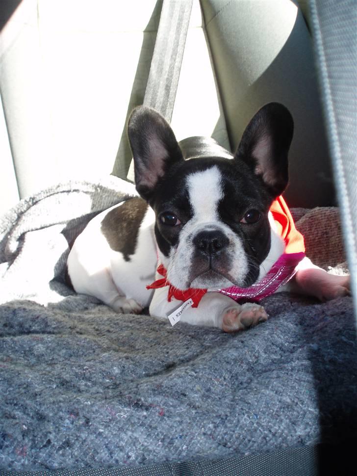 Fransk bulldog Carla *RIP* - elsker at køre bil  billede 4