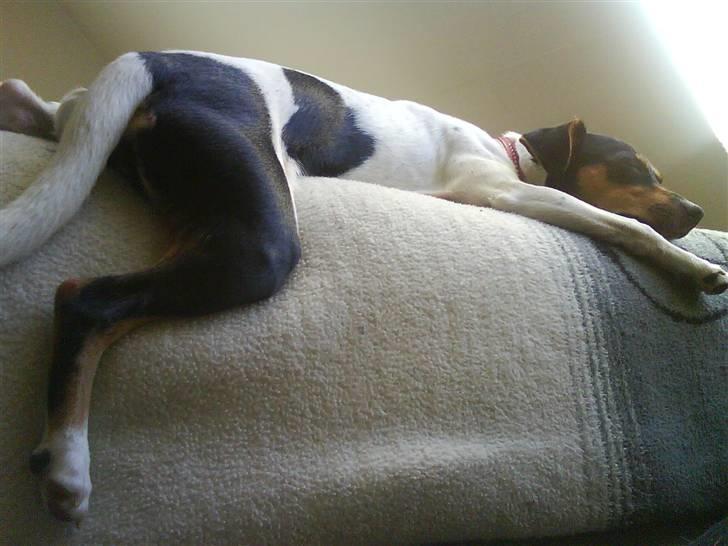 Dansk svensk gaardhund Rie<3 - Hmm, hvor det bare dejligt at  få lov at drive den af... billede 1