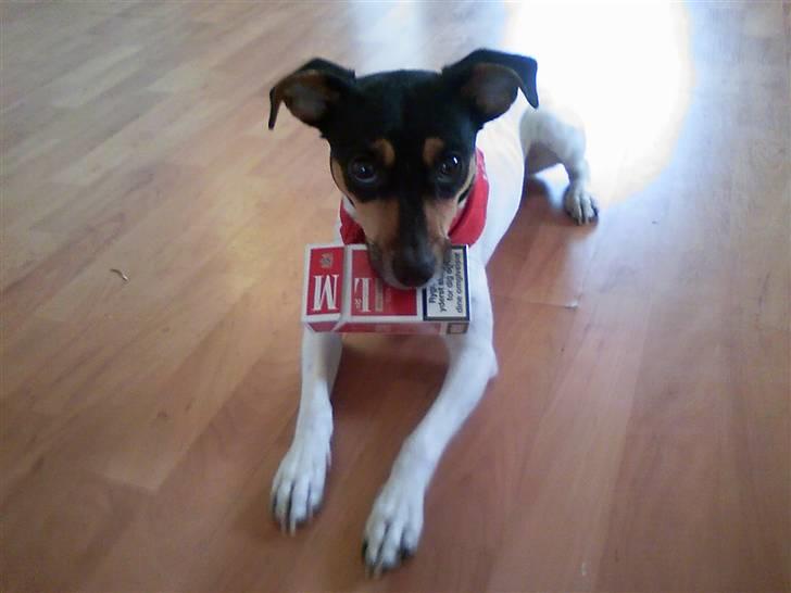 Dansk svensk gaardhund Rie<3 - Hvem skal ryge??? billede 2