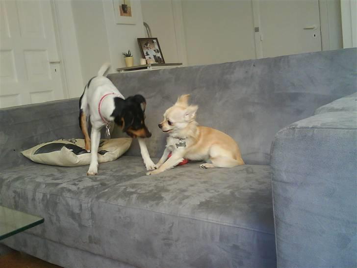 Dansk svensk gaardhund Rie<3 - Rie og min søsters hun... - Best friends:-) billede 3