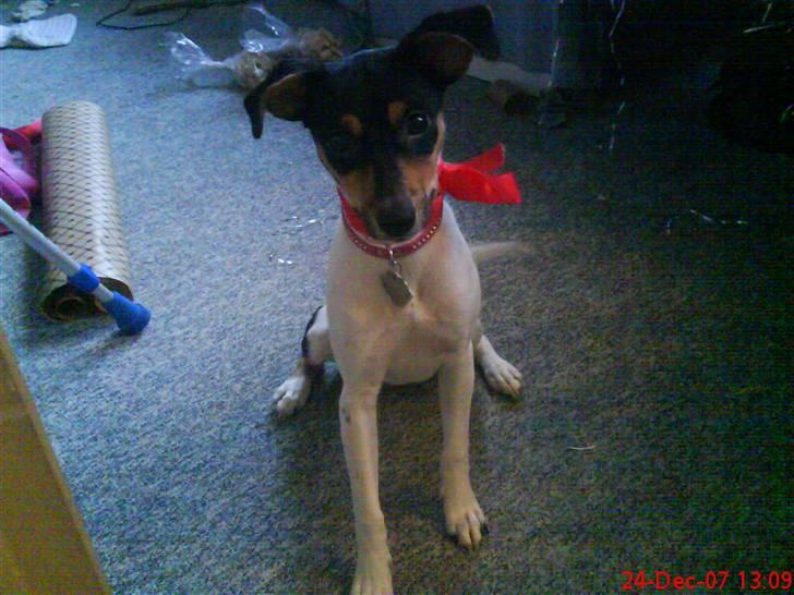 Dansk svensk gaardhund Rie<3 - Min første jul, med fint rødt sløjfebånd... Klar til at åbne gaver:-O  billede 4