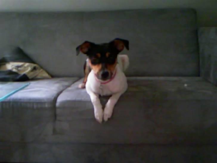 Dansk svensk gaardhund Rie<3 - Min Sofa og KUN MIN!!!!! *hihi* billede 5