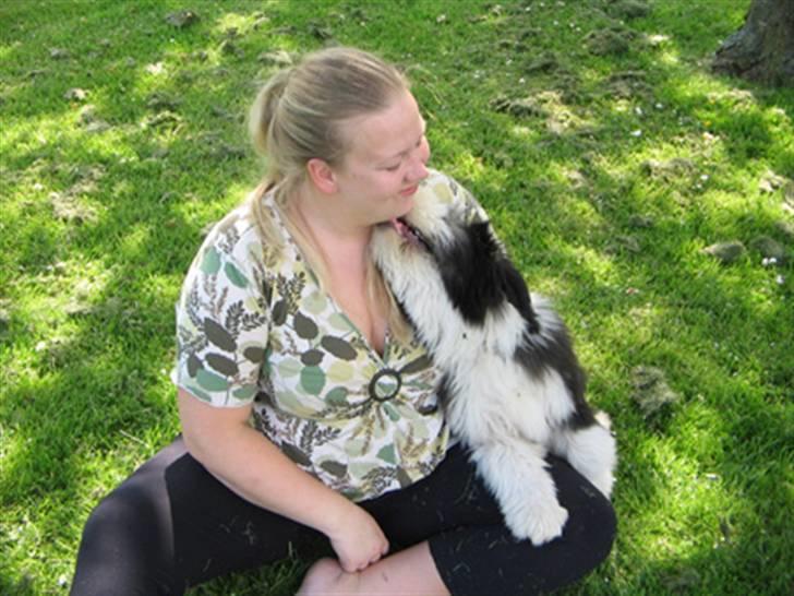 Bearded collie Bernie billede 8