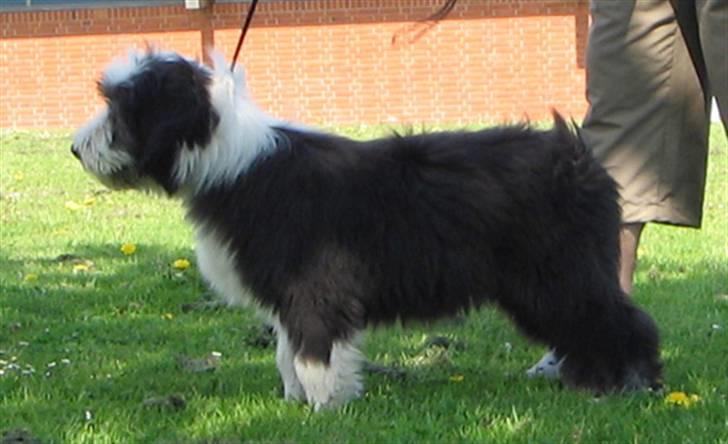 Bearded collie Bernie billede 9