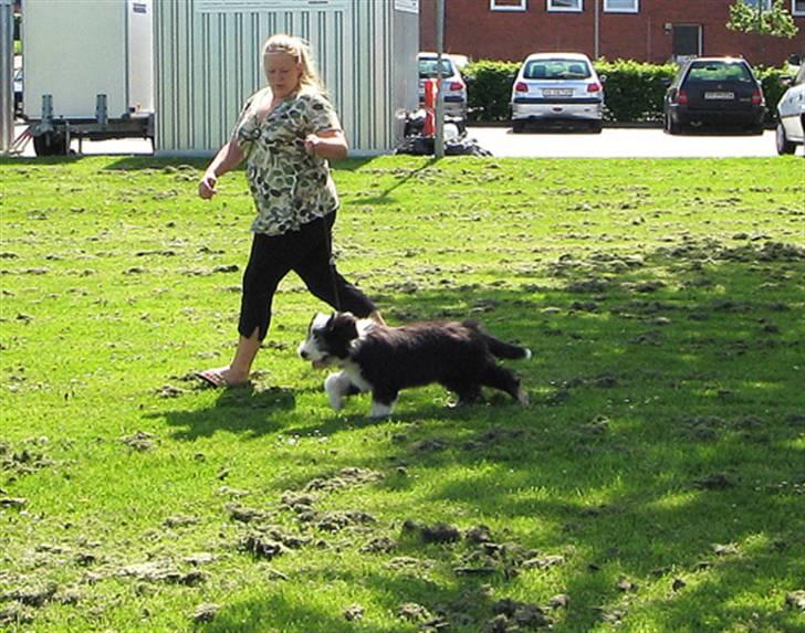 Bearded collie Bernie billede 10