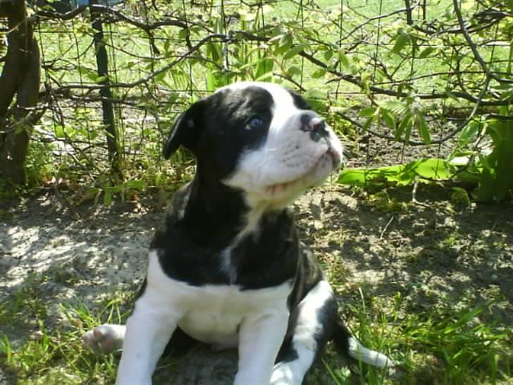 Amerikansk bulldog Carlos billede 11