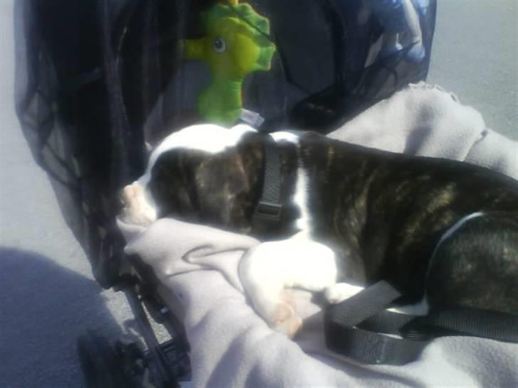 Amerikansk bulldog Carlos billede 12