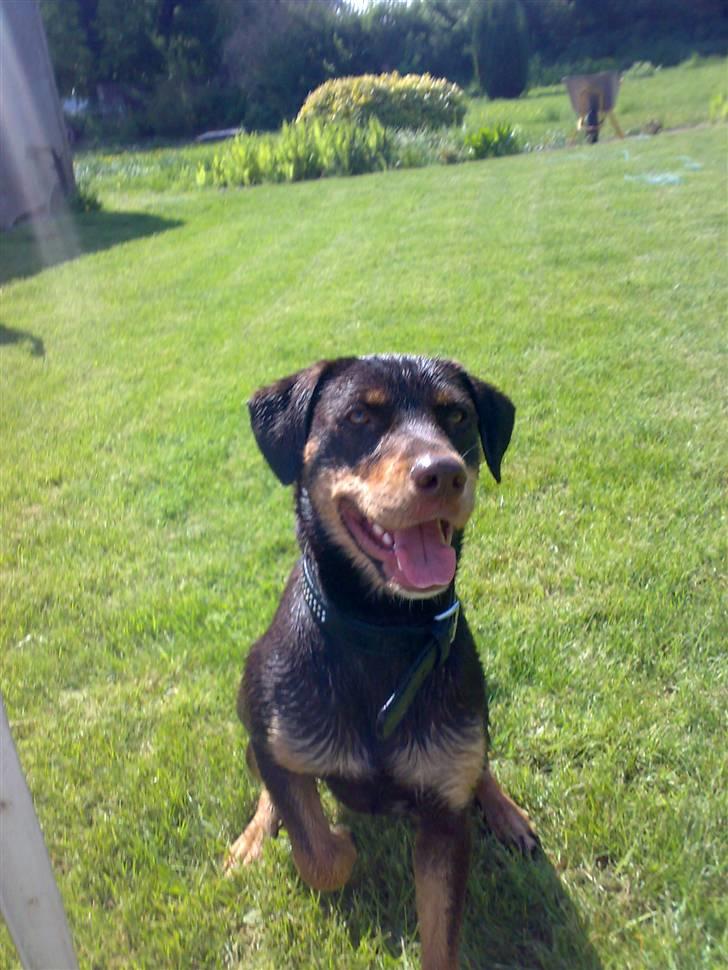 Blanding af racer Bailey billede 18