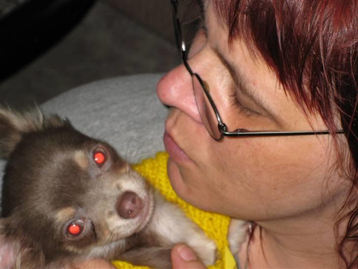 Chihuahua Alladin - Mmmmm.... kysse med moar..... billede 10