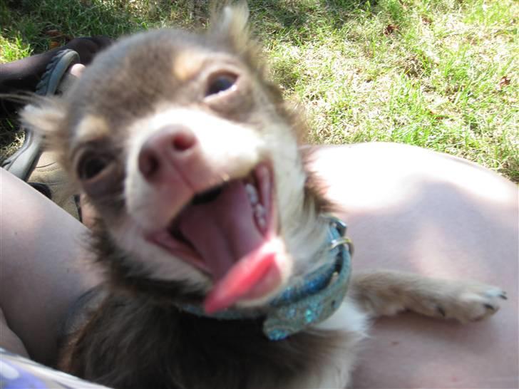 Chihuahua Alladin - SMIL til fotografen.......! billede 11