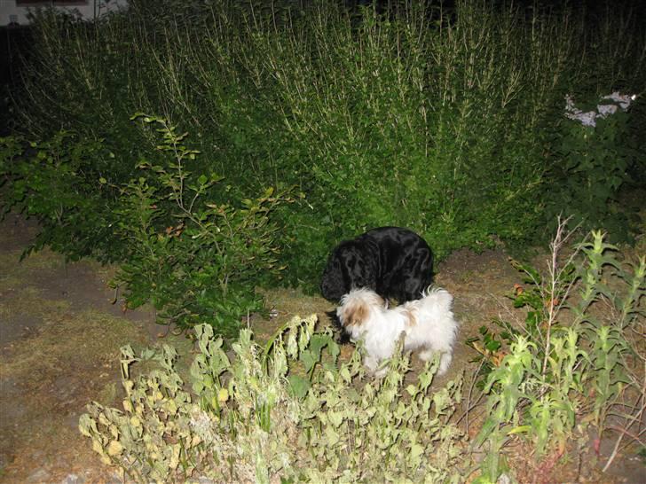 Chihuahua Alladin - Her er vi allesammen ude i haven... Rosie er nu bare en englehund... billede 12