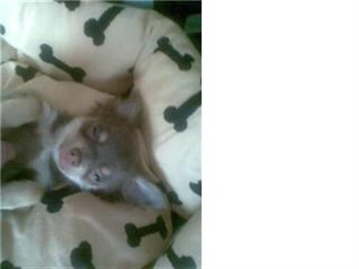 Chihuahua Alladin - Så lille var jeg når jeg kom hjem til moar.... billede 13