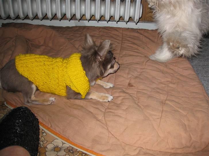 Chihuahua Alladin - Åh nej....! Nemo bruger storkespringet....! Nemo: Boooonzzzaaaaaaaaiii!!!!! billede 14